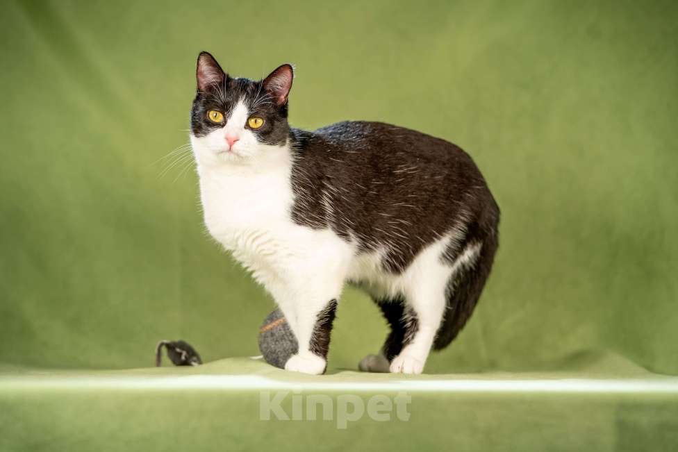 Кошки в Клине: Мамуля — кошка, достойная самой нежной любви Девочка, Бесплатно - фото 9