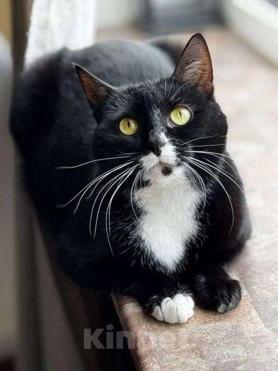 Кошки в Москве: Янка ищет дом Мальчик, Бесплатно - фото 3
