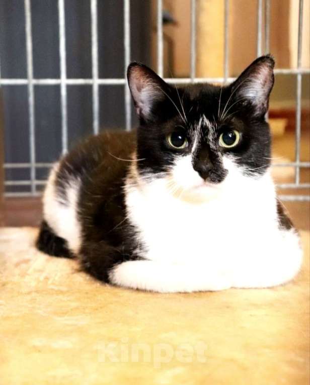 Кошки в Санкт-Петербурге: Кошечка Груня Девочка, 100 руб. - фото 1