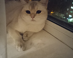 Кошки в Москве: Пропала кошка Девочка, Бесплатно - фото 2