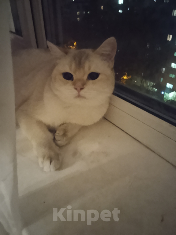 Кошки в Москве: Пропала кошка Девочка, Бесплатно - фото 2