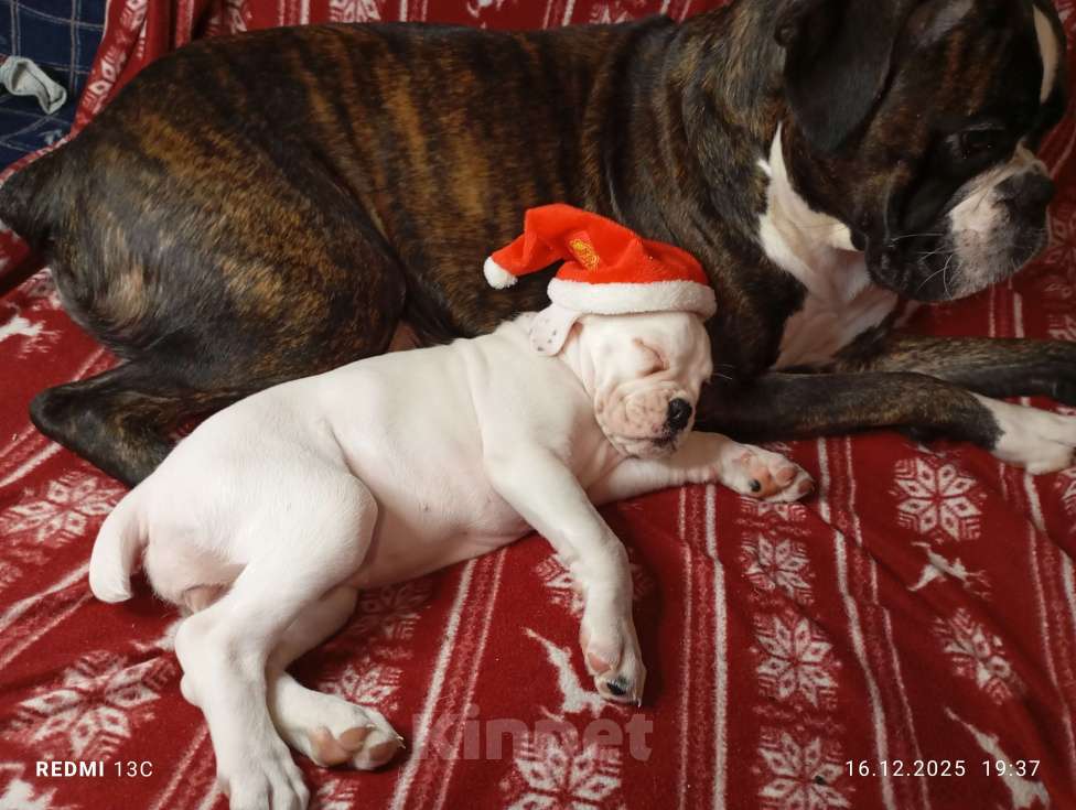 Собаки в Перми: Девочка Немецкий боксер  Девочка, 25 000 руб. - фото 2