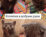 Кошки в Белгороде: Мальчик  Мальчик, Бесплатно - фото 1