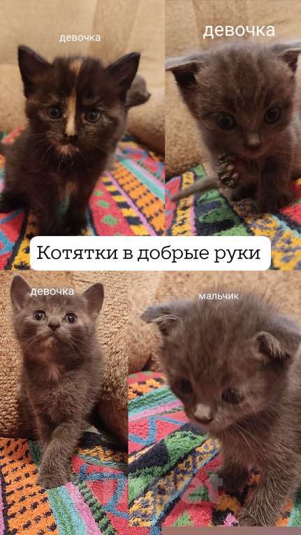 Кошки в Белгороде: Мальчик  Мальчик, Бесплатно - фото 1