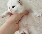 Кошки в Ставрополе: Золотая шиншилла Девочка, 35 000 руб. - фото 6