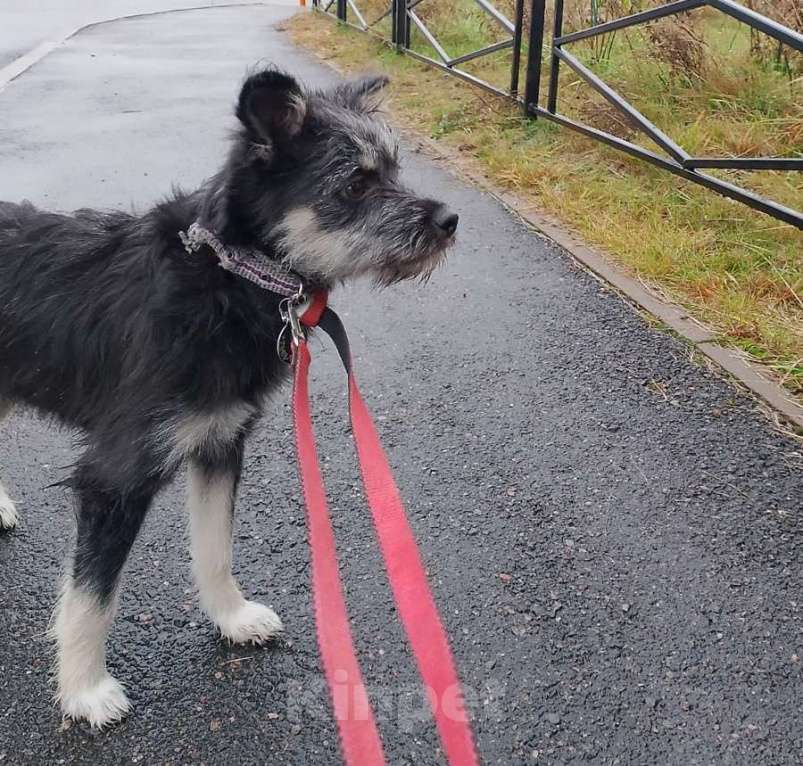 Собаки в Санкт-Петербурге: Маленькая собачка-домовёнок Девочка, Бесплатно - фото 5