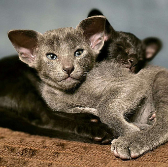 Ориентальная кошечка