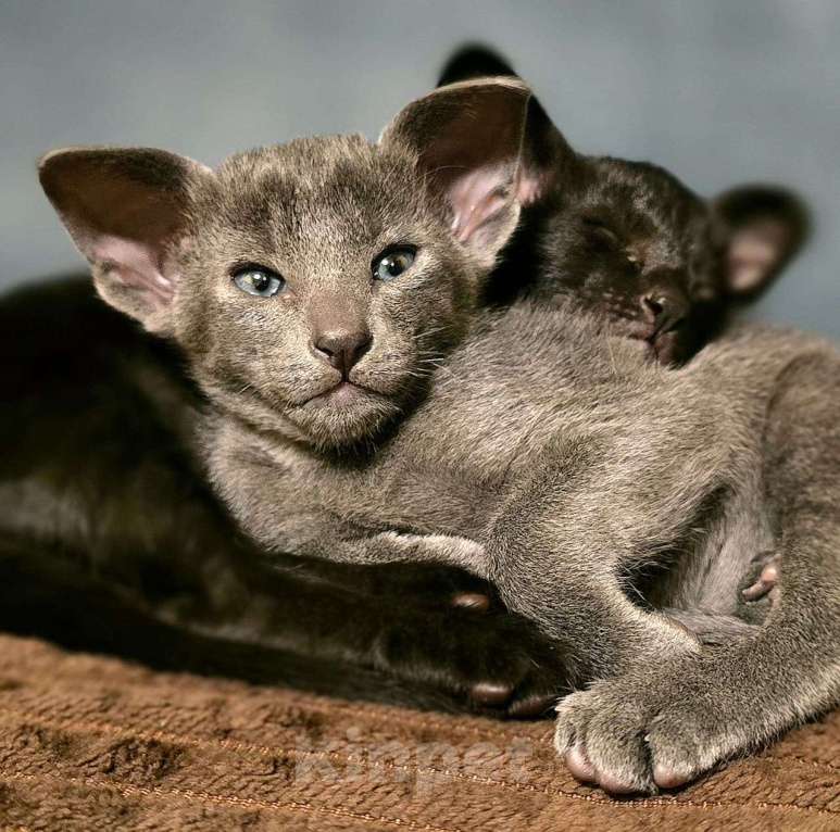 Кошки в Ростове-на-Дону: Ориентальная кошечка Девочка, 20 000 руб. - фото 1