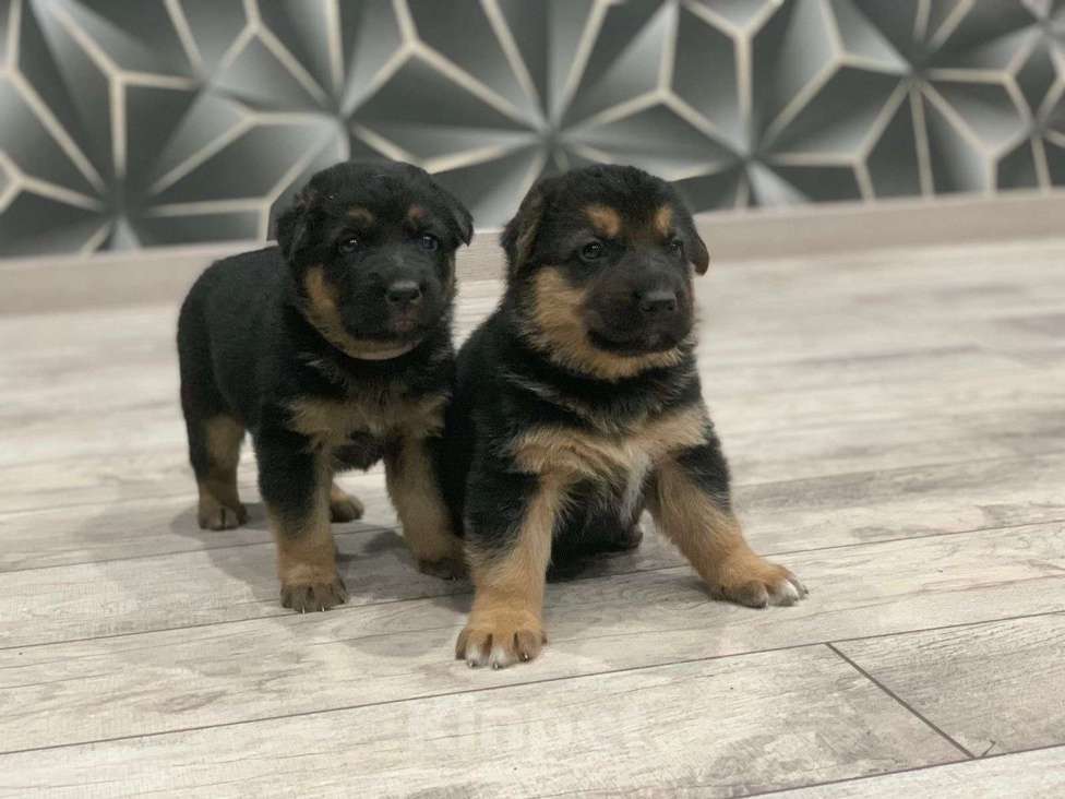 Собаки в других городах Краснодарского края: щенки немецкой овчарки Мальчик, 8 000 руб. - фото 5