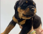 Собаки в Курске: Ротвейлер щенок Мальчик, 30 000 руб. - фото 1