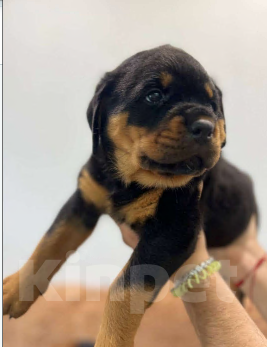 Собаки в Курске: Ротвейлер щенок Мальчик, 30 000 руб. - фото 1