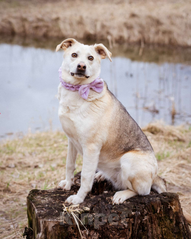 Собаки в Москве: Собака-компаньон в добрые руки! Девочка, Бесплатно - фото 9