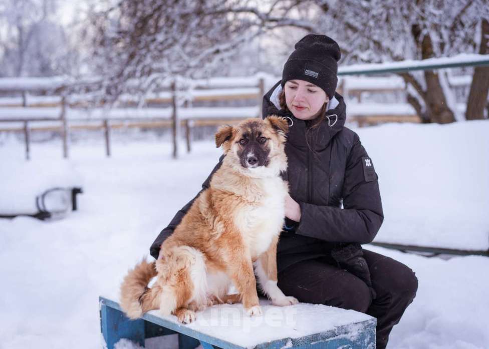 Собаки в Москве: Небольшая собачка чуть ниже колена. Девочка, Бесплатно - фото 10