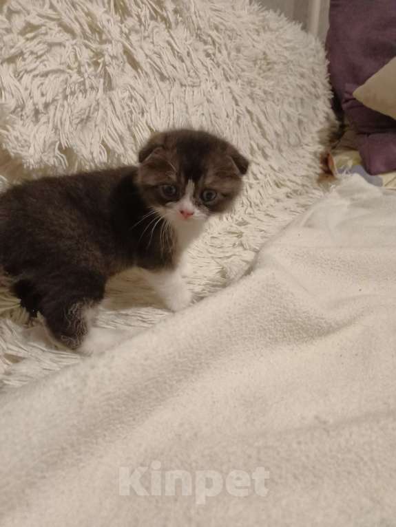 Кошки в Балашихе: Котята  Девочка, 8 000 руб. - фото 6