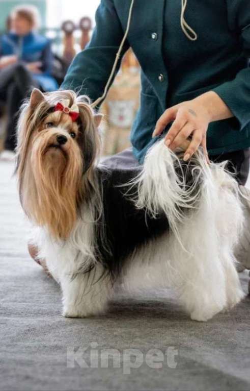 Собаки в Тольятти: Красотка Оливия Лав Девочка, Бесплатно - фото 4