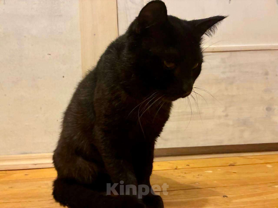 Кошки в Москве: Возьмите Михалыча. Классный кот. Правда. Мальчик, Бесплатно - фото 3