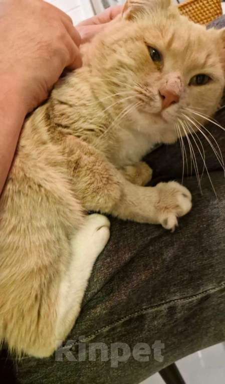 Кошки в Москве: Рыжий котик в дар Мальчик, Бесплатно - фото 4