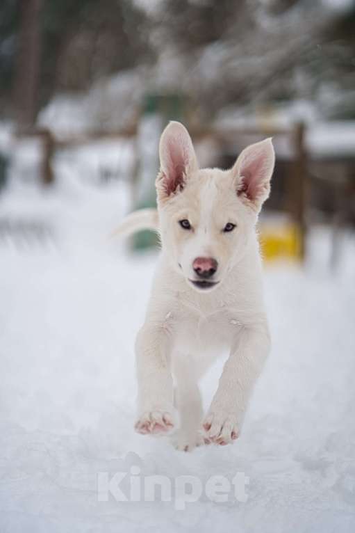 Собаки в Красногорске: Красивый щенок Баунти 3,5 месяца ждет родителей Девочка, Бесплатно - фото 4