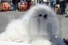 Собаки в Екатеринбурге: вязка шпица белого окраса Мальчик, 15 000 руб. - фото 3
