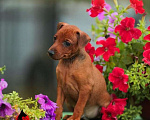 Собаки в Балашихе: Щенок Цвергпинчера, 20 000 руб. - фото 1