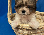 Собаки в Москве: Йоркширский  терьер--  Мальчик   бивер Мальчик, 30 000 руб. - фото 1