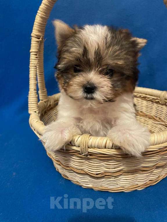 Собаки в Москве: Йоркширский  терьер--  Мальчик   бивер Мальчик, 30 000 руб. - фото 1