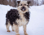 Собаки в Москве: Миниатюрный бородатик в добрые руки Мальчик, Бесплатно - фото 7
