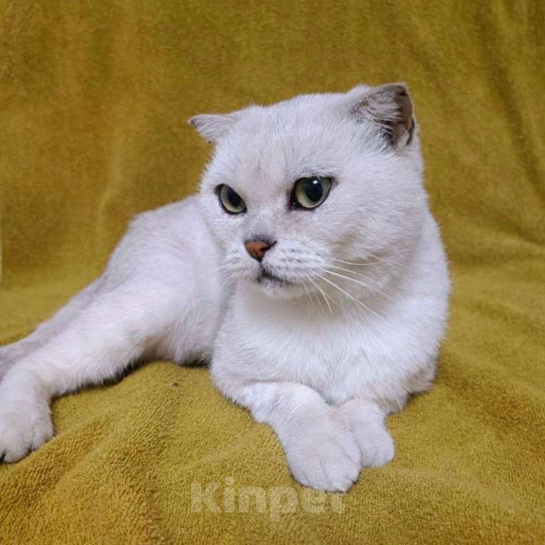 Кошки в Москве: Шотландскую кошечку выбросили 🆘️ Срочный поиск дома Девочка, Бесплатно - фото 3