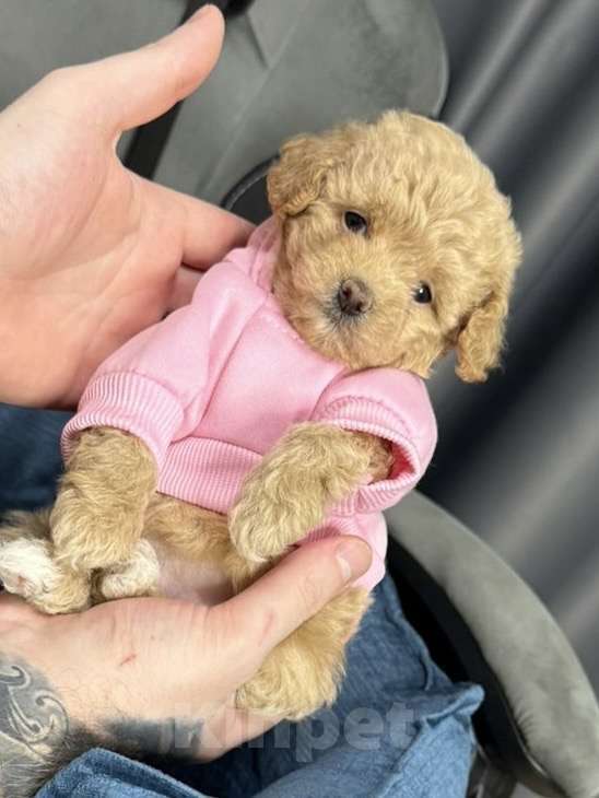 Собаки в Москве: Эсси Девочка, 175 000 руб. - фото 2