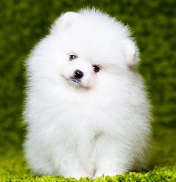 Собаки в Москве: Красивый мальчик шпиц. Мальчик, 60 000 руб. - фото 1