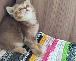 Кошки в Москве: Шотланский шоколадный, коричневый мальчик Мальчик, 15 000 руб. - фото 1