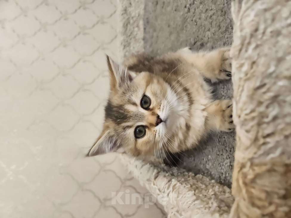 Кошки в Москве: Шотландские котята Девочка, 24 999 руб. - фото 3