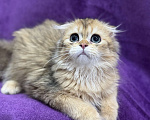 Кошки в Волгограде: Хайленд фолд золотая шиншилла Мальчик, 20 000 руб. - фото 1