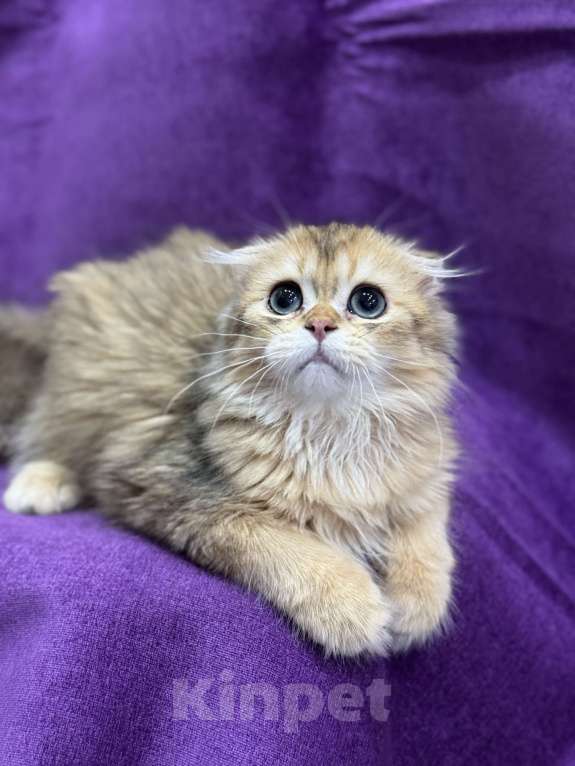 Кошки в Волгограде: Хайленд фолд золотая шиншилла Мальчик, 20 000 руб. - фото 1