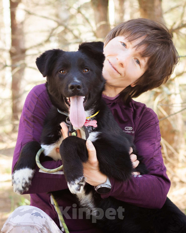 Собаки в Москве: Щенок в добрые руки Мальчик, Бесплатно - фото 2