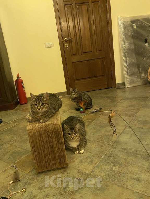 Кошки в других городах Московской области: Ласковых котят в любящую семью Девочка, Бесплатно - фото 4
