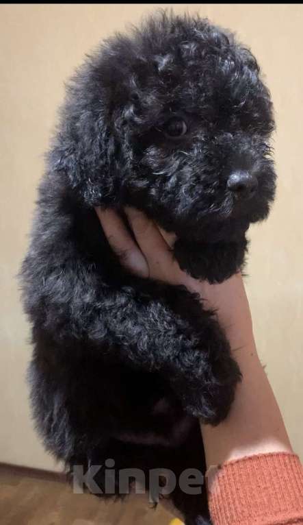 Собаки в Ростове-на-Дону: Черный мальчишка пули Мальчик, 40 000 руб. - фото 4