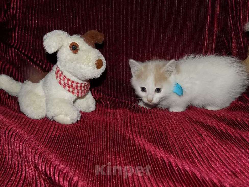 Кошки в Москве: Турецкий ван, котята Мальчик, 15 000 руб. - фото 6