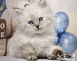 Кошки в Солнечногорске: Невский маскарадный котенок Люпин Мальчик, 50 000 руб. - фото 1