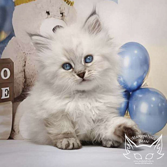 Объявление: Невский маскарадный котенок Люпин, 50 000 руб., Солнечногорск