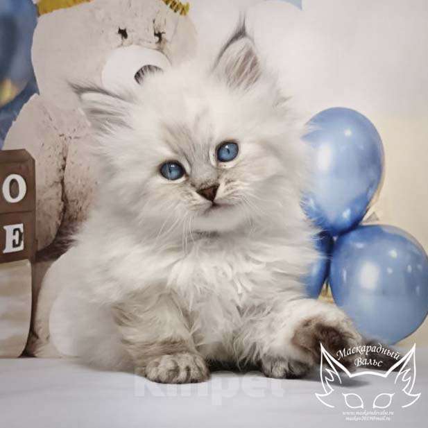 Кошки в Солнечногорске: Невский маскарадный котенок Ларри Мальчик, 60 000 руб. - фото 1
