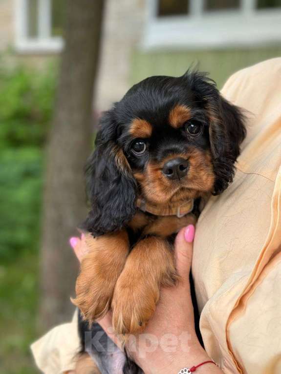 Собаки в Обнинске: Щенок Кавалер Кинг Чарльз Спаниель Мальчик, 80 000 руб. - фото 2