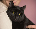 Кошки в Москве: Косоглазый черный котик в добрые руки Мальчик, Бесплатно - фото 6