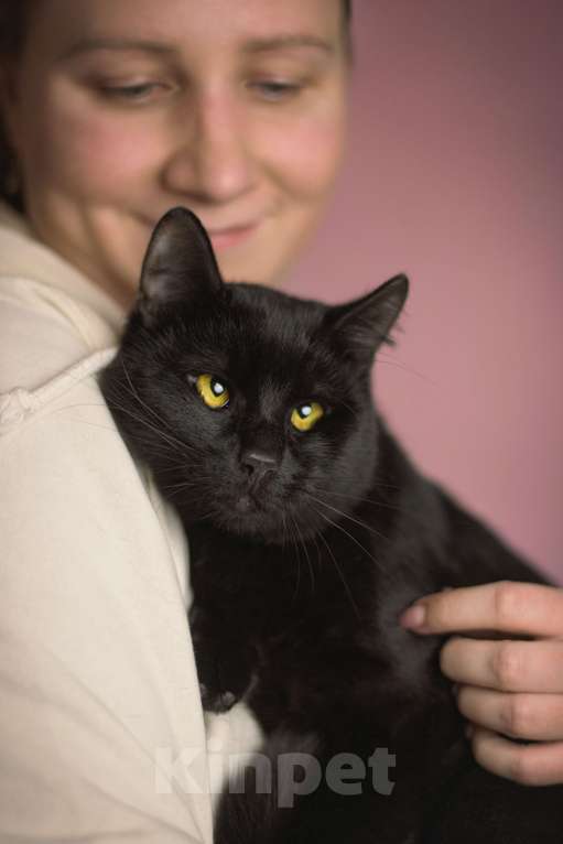 Кошки в Москве: Косоглазый черный котик в добрые руки Мальчик, Бесплатно - фото 6