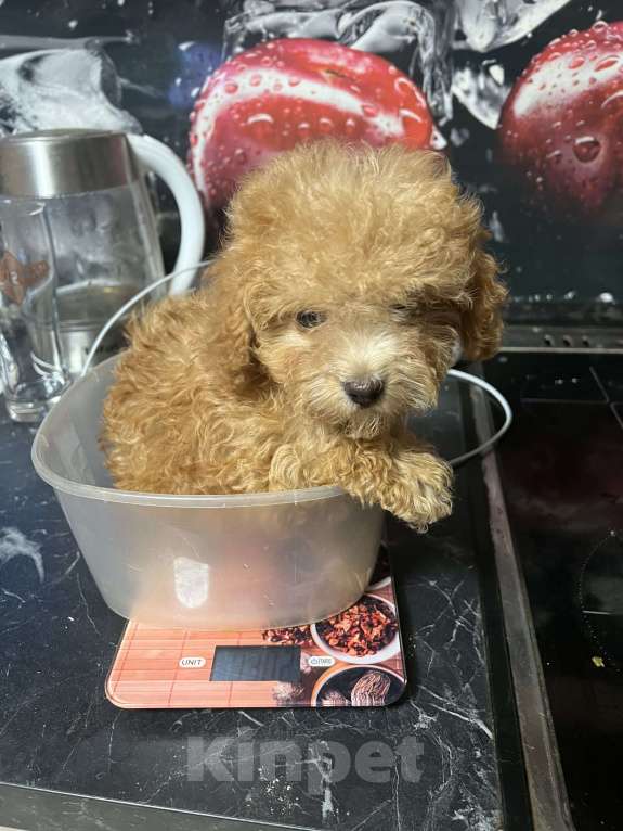 Собаки в Новосибирске: Мальтипу мини девочка, доставка Девочка, 100 000 руб. - фото 4