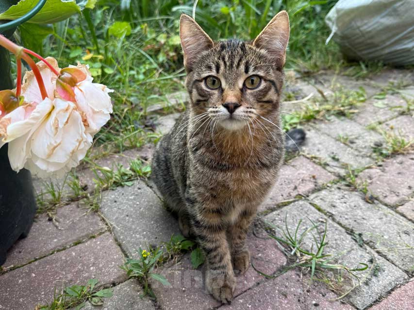 Кошки в Москве: Три маленьких котенка девочки ищут своих хозяев Девочка, Бесплатно - фото 3