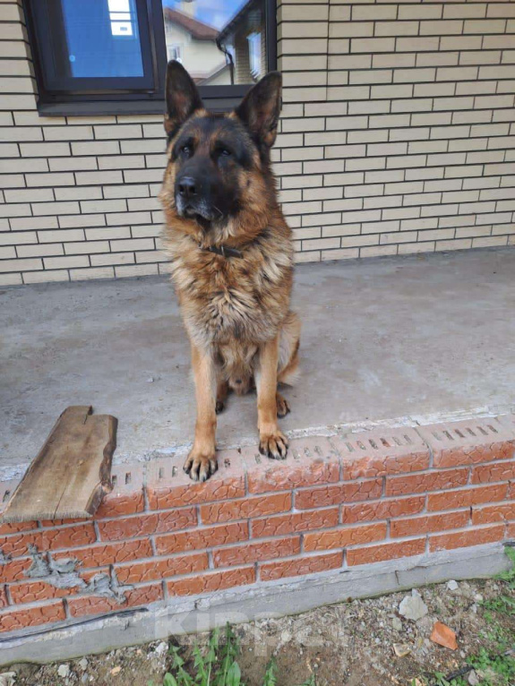 Собаки в Казани: Щенок немецкой овчарки  Девочка, 20 000 руб. - фото 7