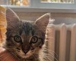 Кошки в Подольске: Отдам котенка в добрый руки Мальчик, Бесплатно - фото 2