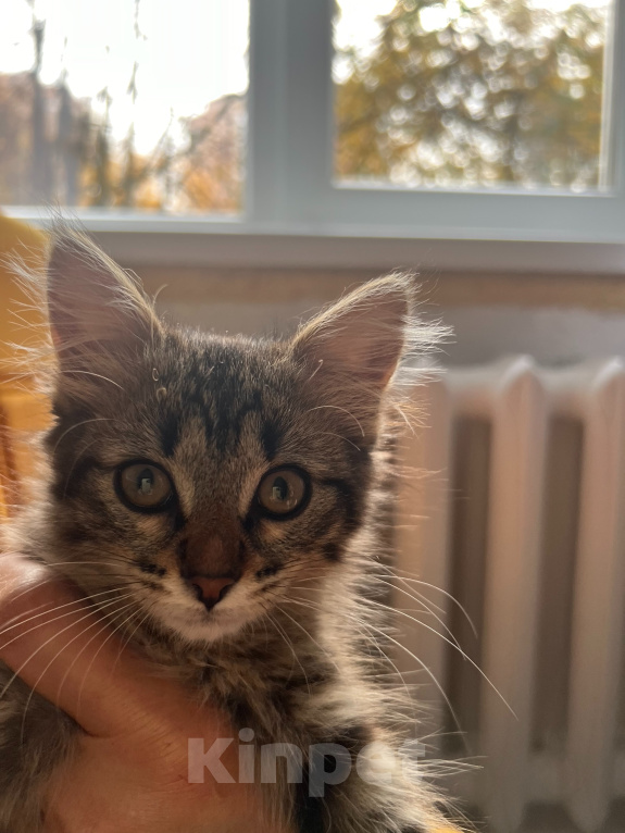 Кошки в Подольске: Отдам котенка в добрый руки Мальчик, Бесплатно - фото 2