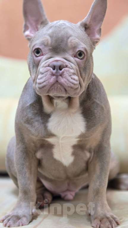 Собаки в Краснодаре: Бульдожки Мальчик, 60 000 руб. - фото 2